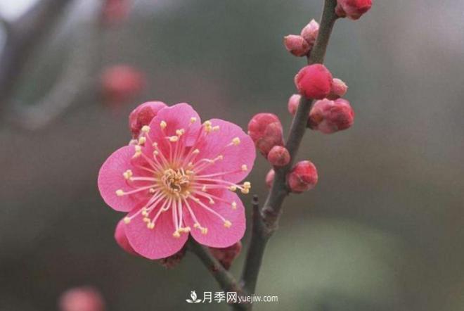 淮北市的市花是什么？月季花的花语寓意(图3)