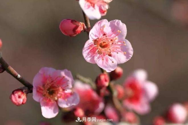 淮北市的市花是什么？月季花的花语寓意(图1)