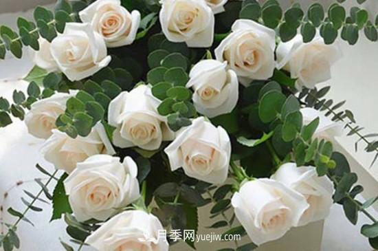 10种常见玫瑰花品种推荐(图1)