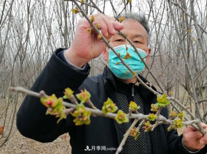 连云港浦南镇：苗木和生态土鸡面临滞销盼解困(图1)