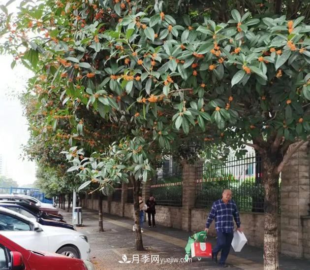 重庆 “最受欢迎的绿化树”，无疑是银杏树和桂花树(图2)