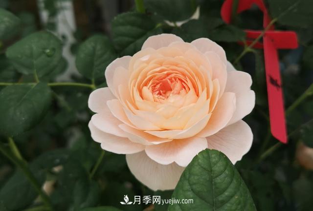 月季和玫瑰，她们都叫Rose！美丽与浪漫的化身(图1)