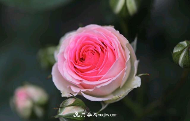 月季和玫瑰，她们都叫Rose！美丽与浪漫的化身(图3)