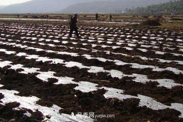 什么样的土质适合种植灌木植物(图1)