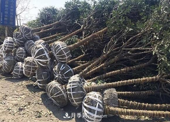夏季移植桂花苗的注意事项(图2)