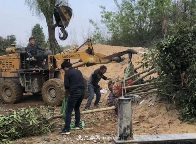 夏季移植桂花苗的注意事项(图1)
