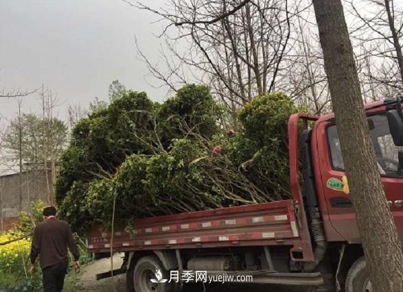 夏季移植桂花苗的注意事项(图3)