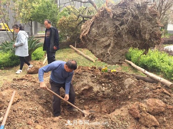 南阳桂花基地：移植大桂花树需要注意什么(图3)