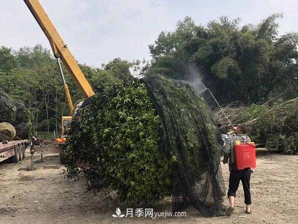 南阳桂花基地，桂花移植的最佳时机是什么时候(图3)