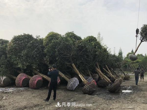 南阳桂花基地，桂花移植的最佳时机是什么时候(图2)