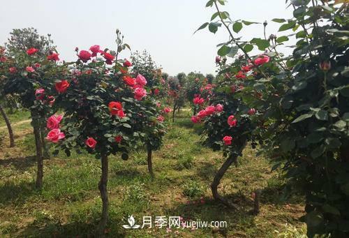 移栽苗木浇水的四大原则运用(图1)