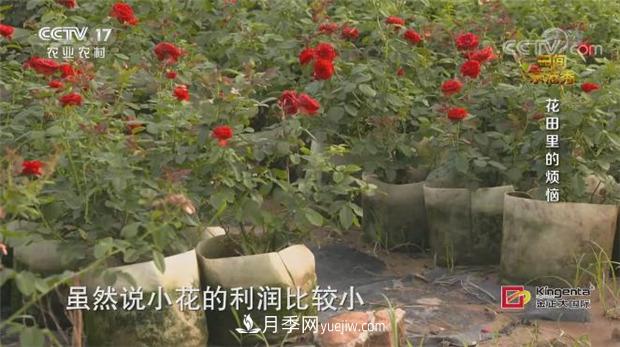 央视《田间示范秀》播出南阳月季种植故事《花田里的烦恼》(图1)