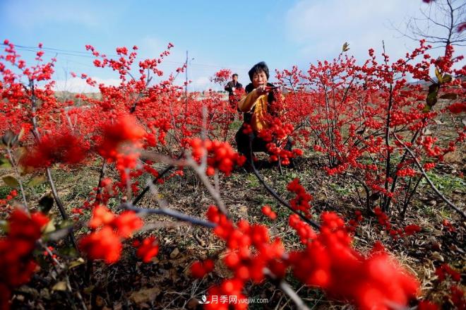 山东青岛即墨：北美冬青 寒冬俏销(图2)