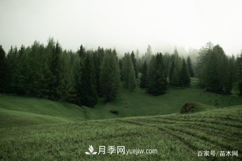 2021绿化苗木市场将有哪些重大升级(图2)