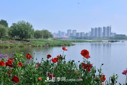 200多种月季花，花卉新品种丰富寿光城市园林色彩(图2)