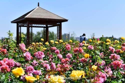 200多种月季花，花卉新品种丰富寿光城市园林色彩(图3)