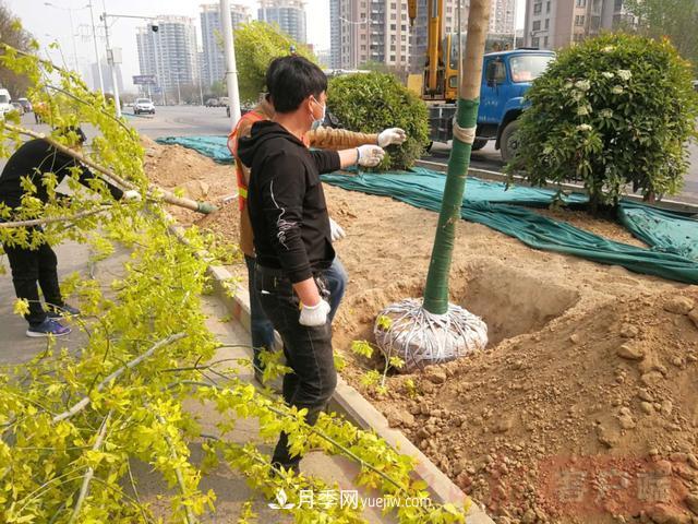 新乡道路绿化升级喜现彩色树，树状月季来了(图2)