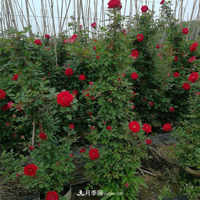 月季老化了，有什么处理方法(图1)