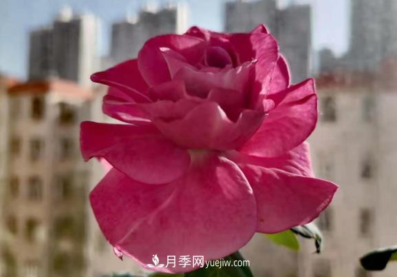 阳台上的浪漫比克和冥王星(图2)