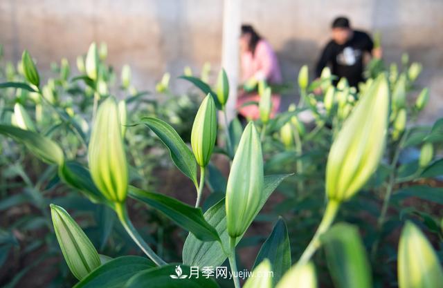 辽宁凌源：特色花卉产业助农增收(图1)