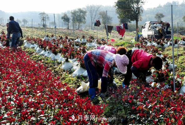 南阳红叶石楠，多元造型与养护，低端苗木玩出高大上(图2)