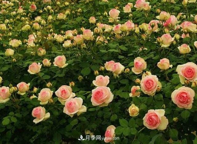 藤本月季有“2件傻事”不要做，否则明年花量“少1半”(图3)