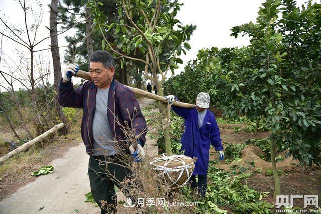 南昌东湖：菜农转产种苗木 产业转型助脱贫(图1)