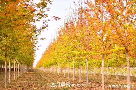 彩叶苗木市场潜力大(图1)