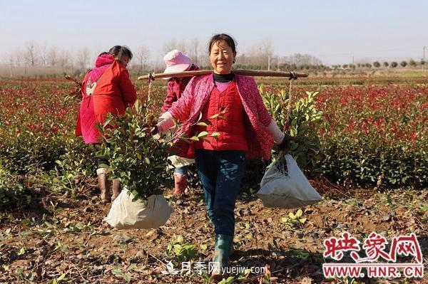 信阳潢川：莱新苗木基地辐射带贫 帮助百姓就地挖金(图2)