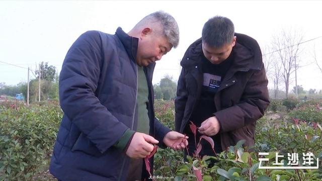 荆门沙洋：发展苗木产业 做致富引路人(图1)