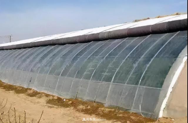 月季越冬大棚雨雪天管理有妙招(图1)