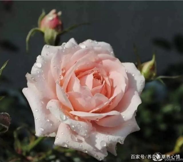 早春养殖月季要避开5个坑,月季开花多又大(图1) 早春养殖月季要避开5个坑,月季开花多又大(图1)