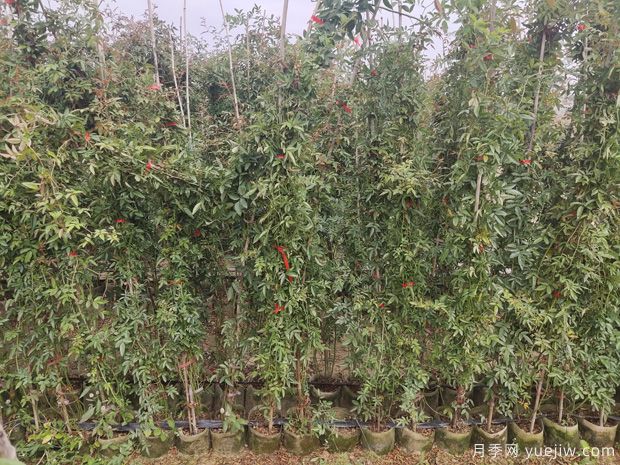 2米高红木香，优秀爬藤花卉基地批发价格(图4)