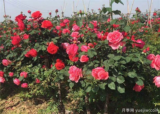 南阳月季花农的12个月份工作安排表(图1)