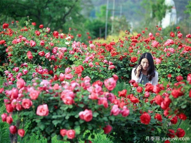 南阳月季花农的12个月份工作安排表(图2)