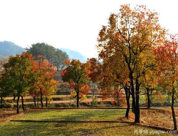 乌桕的园林应用、分布范围、价格和前景(图1)