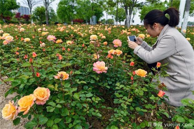 园林植物配置原则和艺术手法(图1)