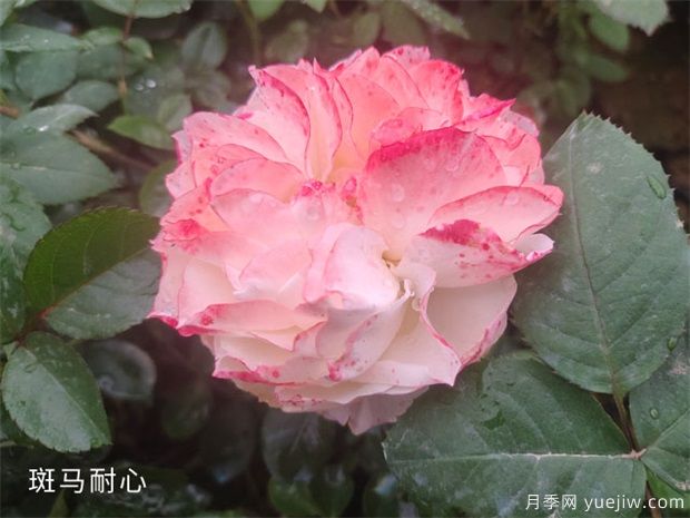 种植树状月季苗用什么土比较合适呢？(图1)