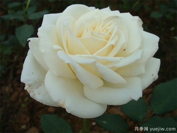 白玫瑰的介绍，花语和栽培养护(图1)