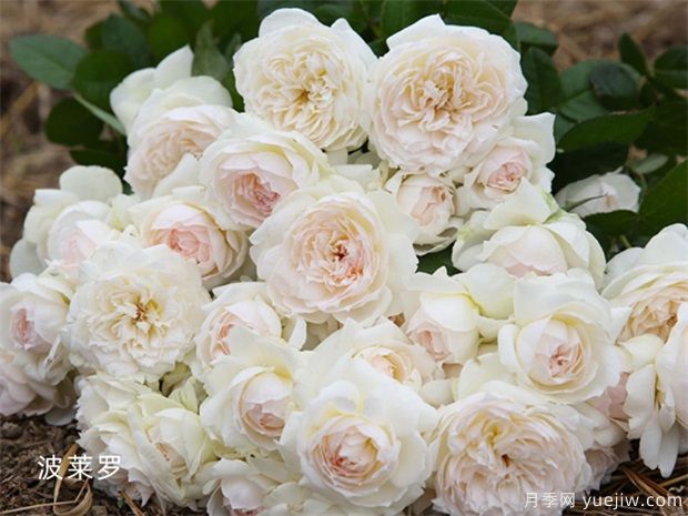 11朵白玫瑰的含义和花语(图1)
