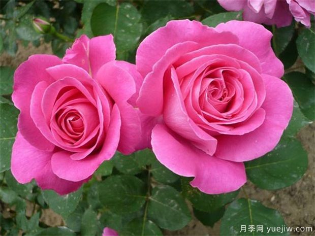 粉色月季花语图片