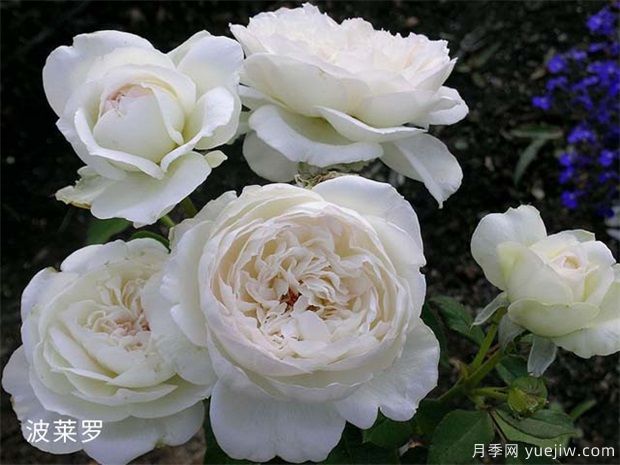 21朵白玫瑰的象征意义(图1)