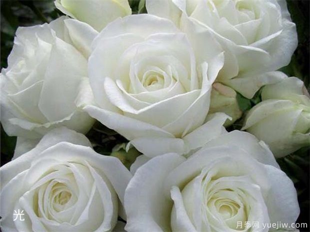 枯萎的白玫瑰花语图片图片