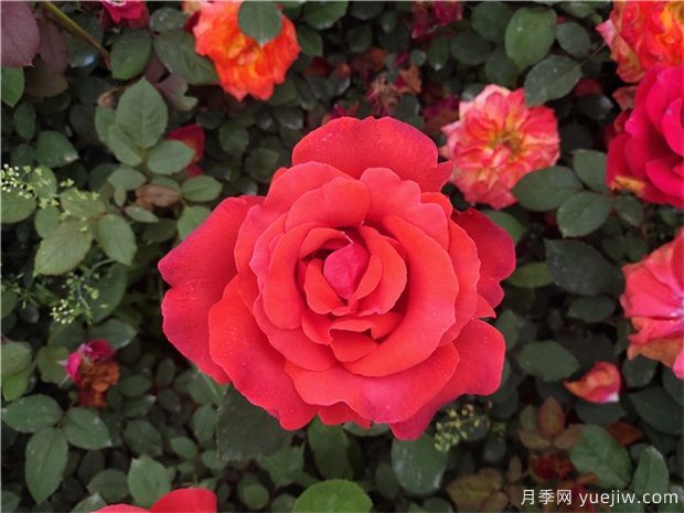 如何让月季花月月开花?(图1) 如何让月季花月月开花?(图1)