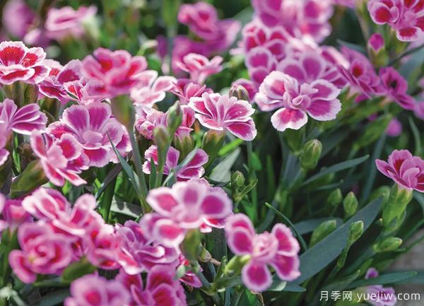 几种让花园充满浪漫色彩的粉色花卉，满足少女心(图4)