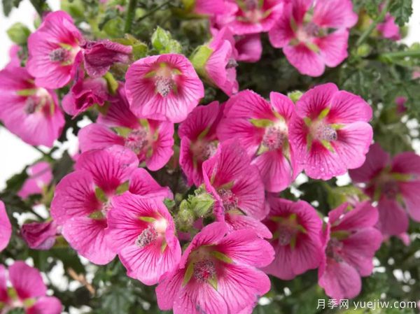 几种让花园充满浪漫色彩的粉色花卉，满足少女心(图7)