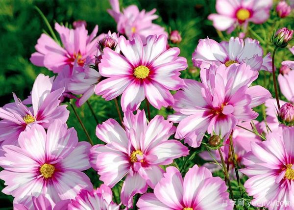 几种让花园充满浪漫色彩的粉色花卉，满足少女心(图5)