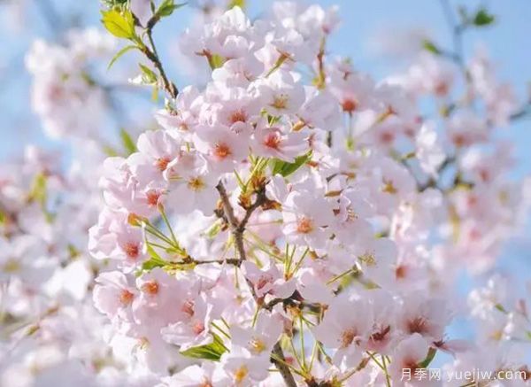 几种让花园充满浪漫色彩的粉色花卉，满足少女心(图1)