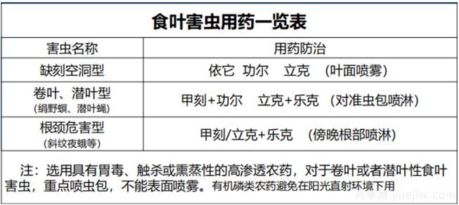 如何提高景观花卉高发虫害的防治效果？(图2)
