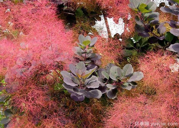 庭院适合种哪些花卉植物？冬天来了更漂亮(图3)